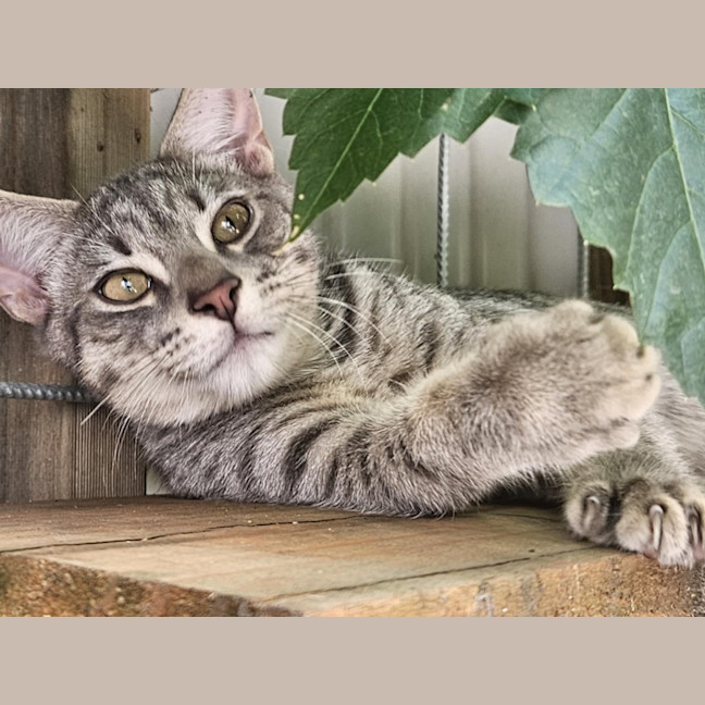 Photo of Pitt ** 2nd Chance Cat Rescue**