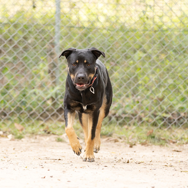 Photo of Echo