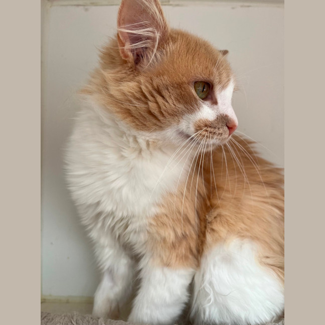 Photo of Naranjito