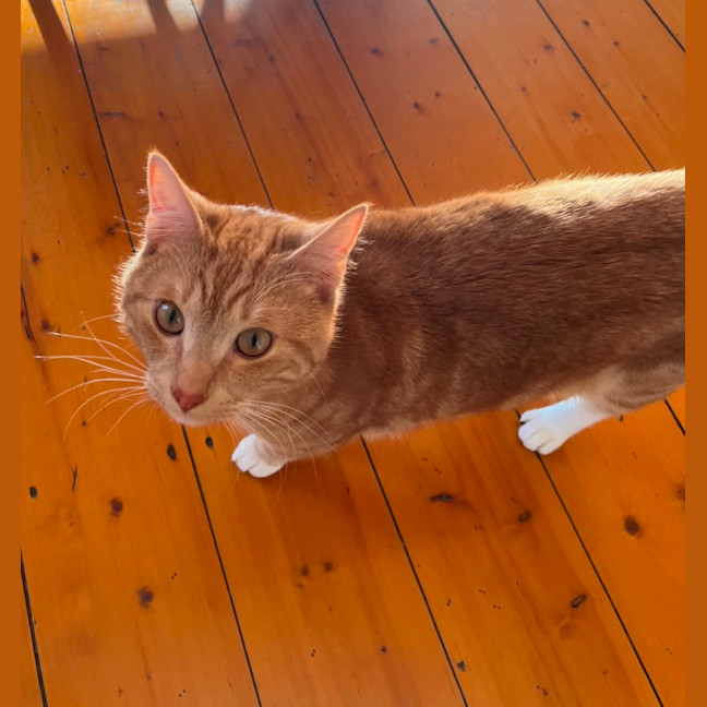 Photo of Woody 