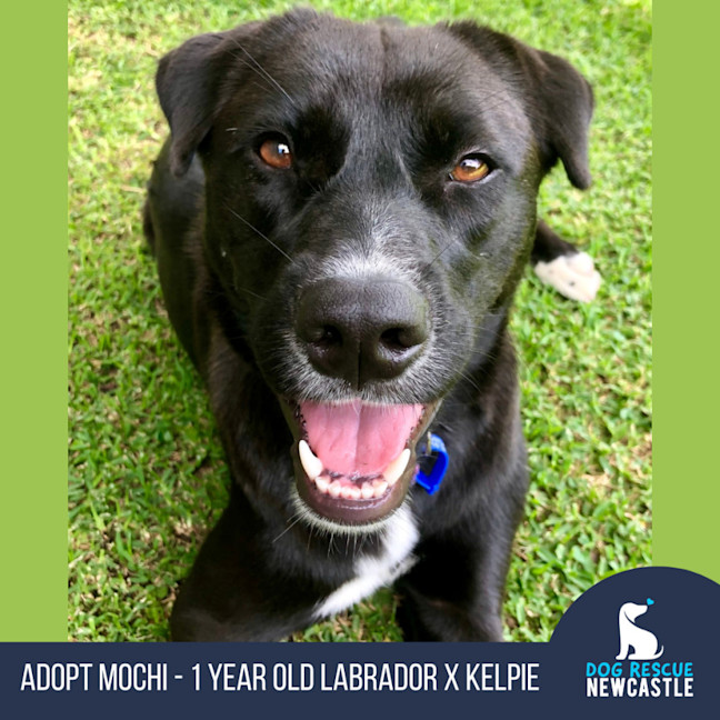 Photo of Mochi   1 Year Old Labrador Kelpie X