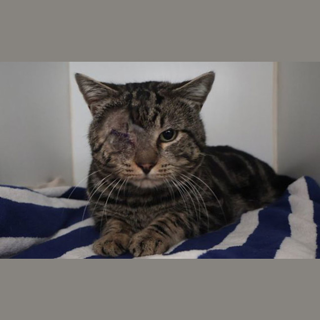 Photo of Louie