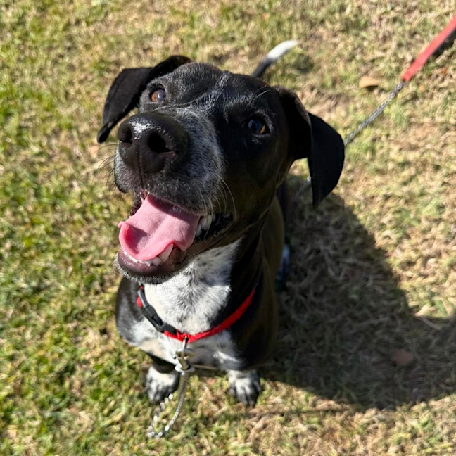 Photo of Angus