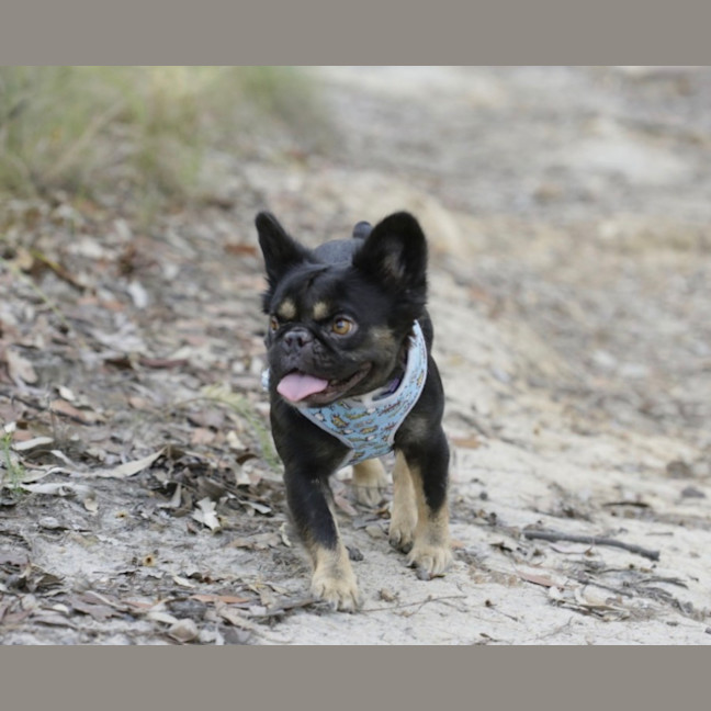 Photo of Gidget   3 Year Old French Bulldog