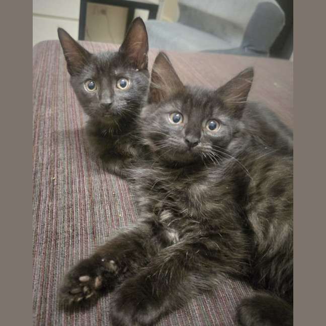 Photo of Drax   Now At Pet Quarters Rutherford