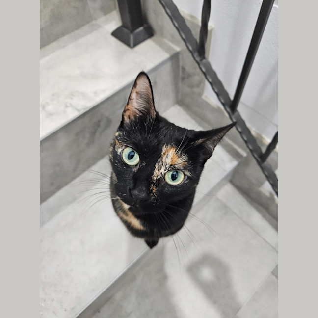 Photo of Meowie
