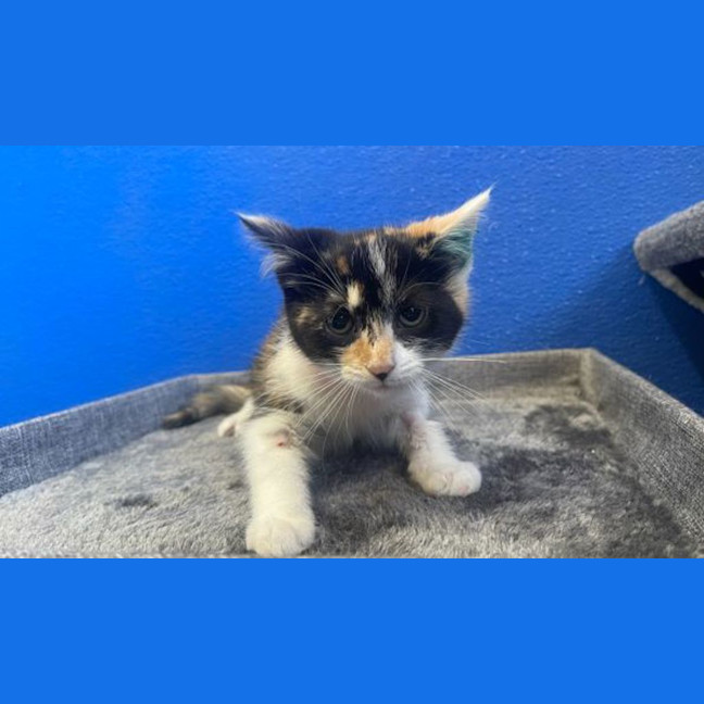 Photo of Cookie