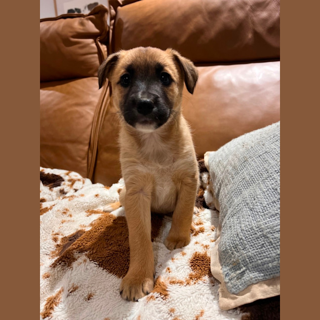 Photo of Nova 