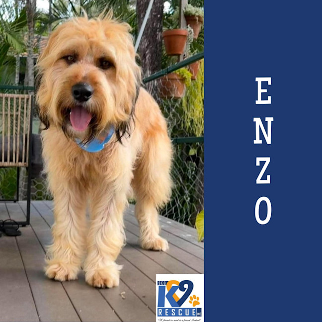 Photo of Enzo