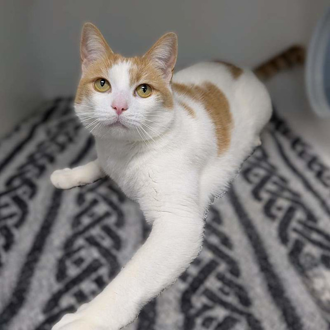 Photo of Mischief