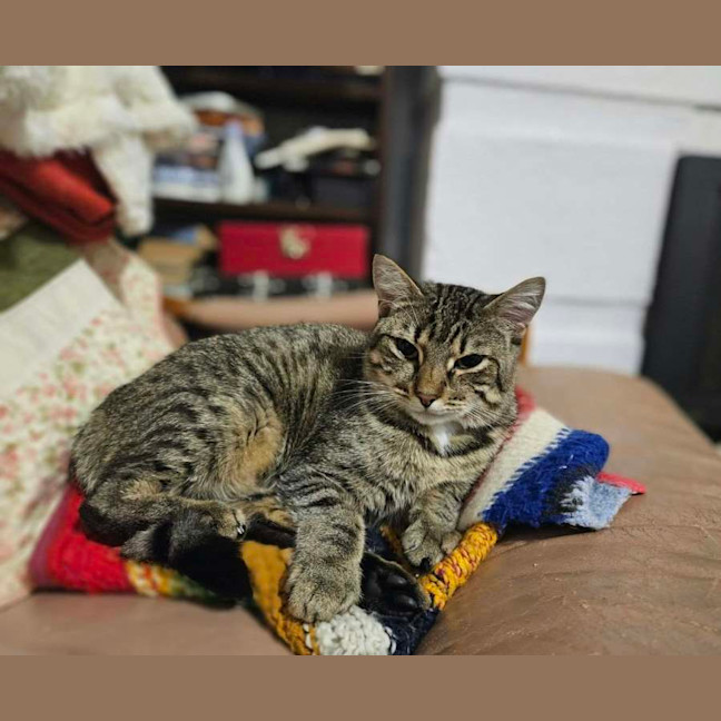 Photo of Remi *9 Lives Project Rescue*