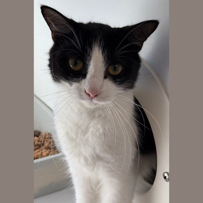 Photo of Oreo