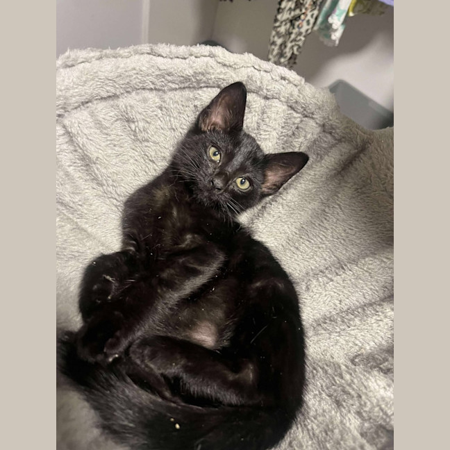 Photo of Baloo