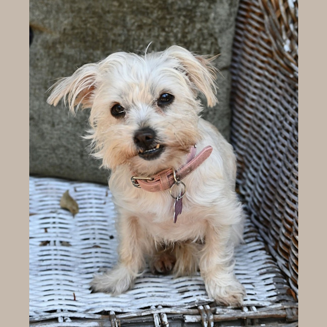 Photo of Minnie