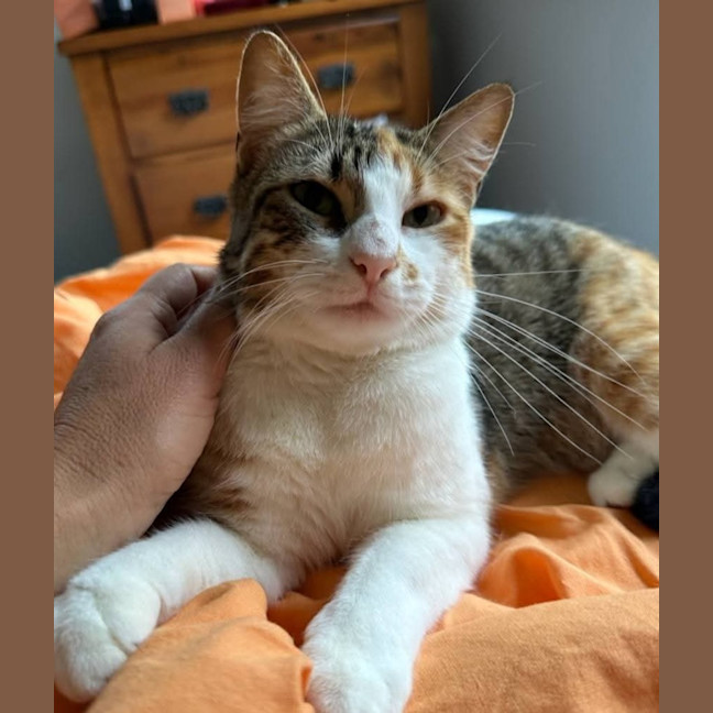 Photo of Tilly