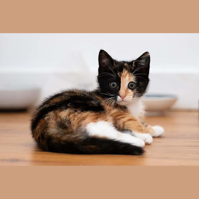 Photo of Nugget