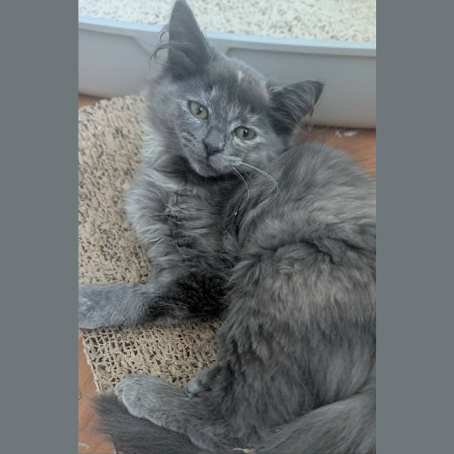 Photo of Misty