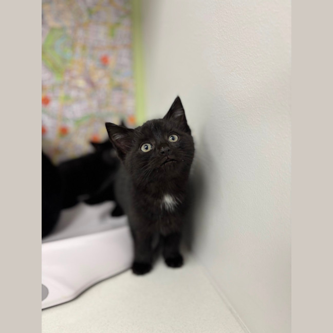 Photo of Midnight