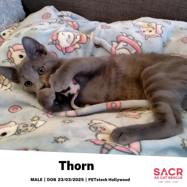 Photo of Thorn