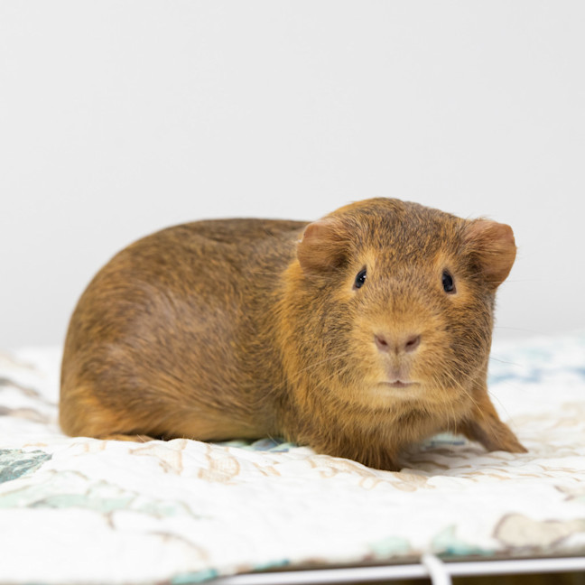Photo of Fudge