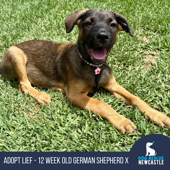Photo of Lief   12 Week Old German Shepherd X