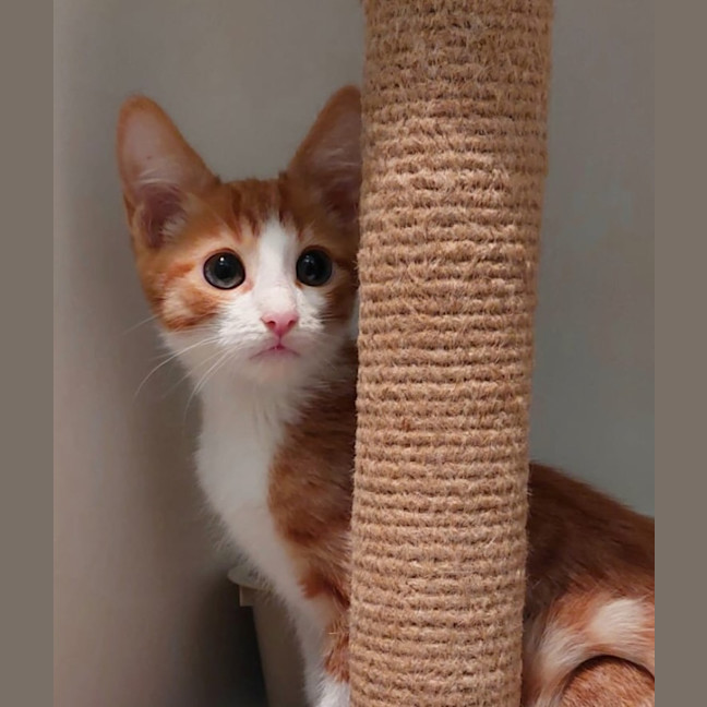 Photo of Apricot & Ishi