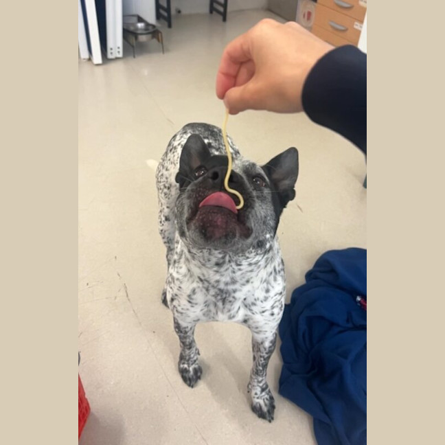 Photo of Buddy