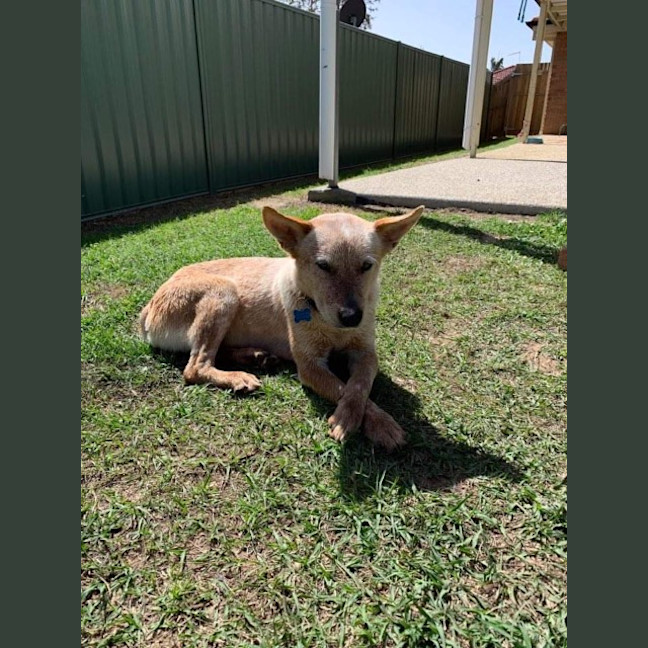 Photo of 1748. Niska