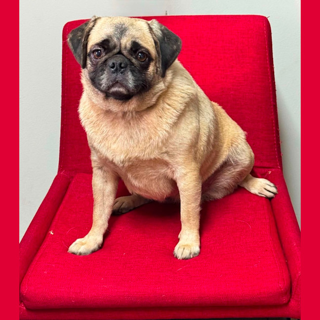 Photo of Dusty Rose