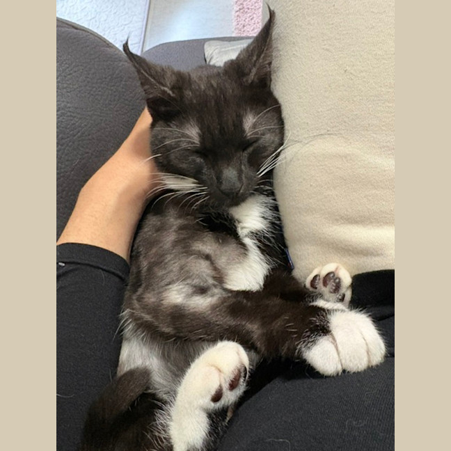 Photo of Maisie