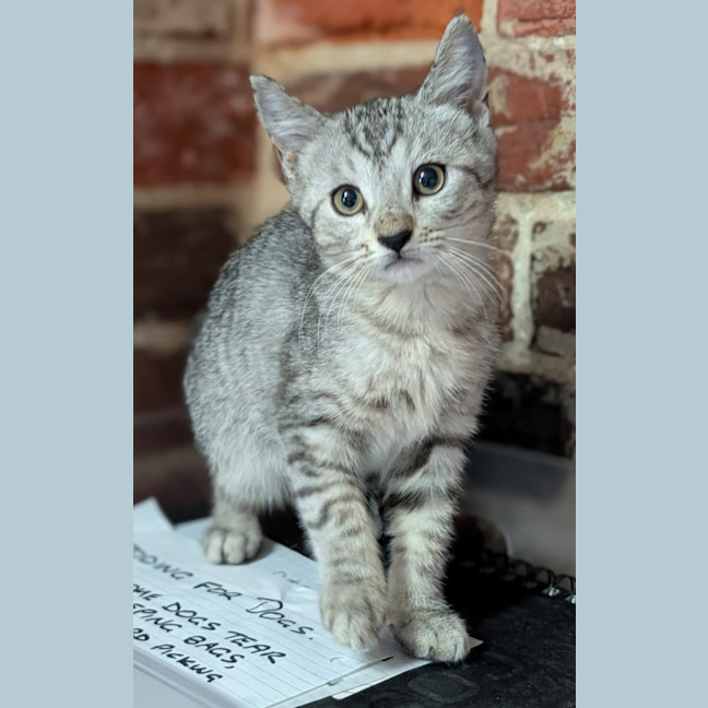 Photo of Choc Chip