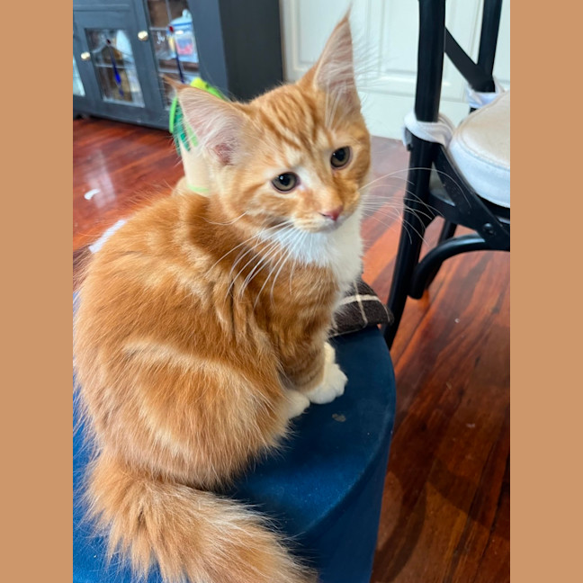 Photo of Dutchie