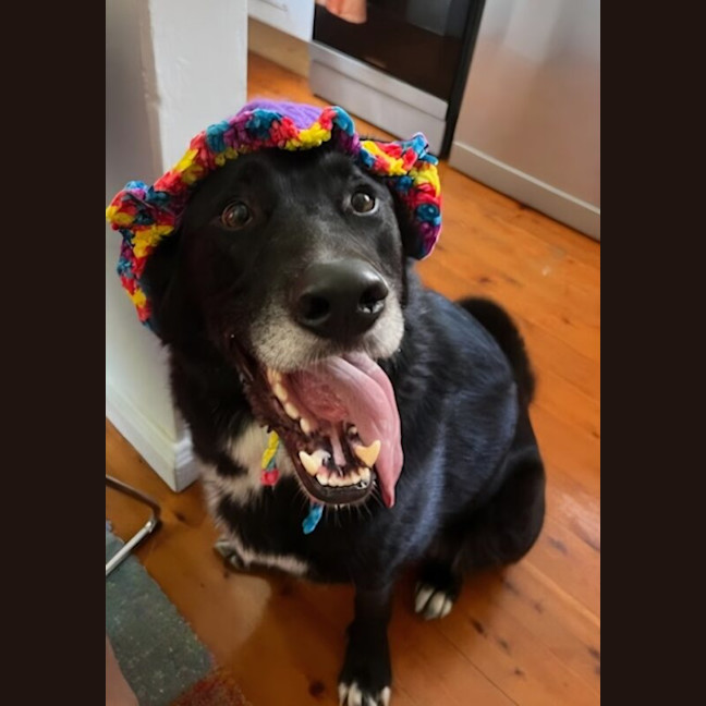 Photo of Harley