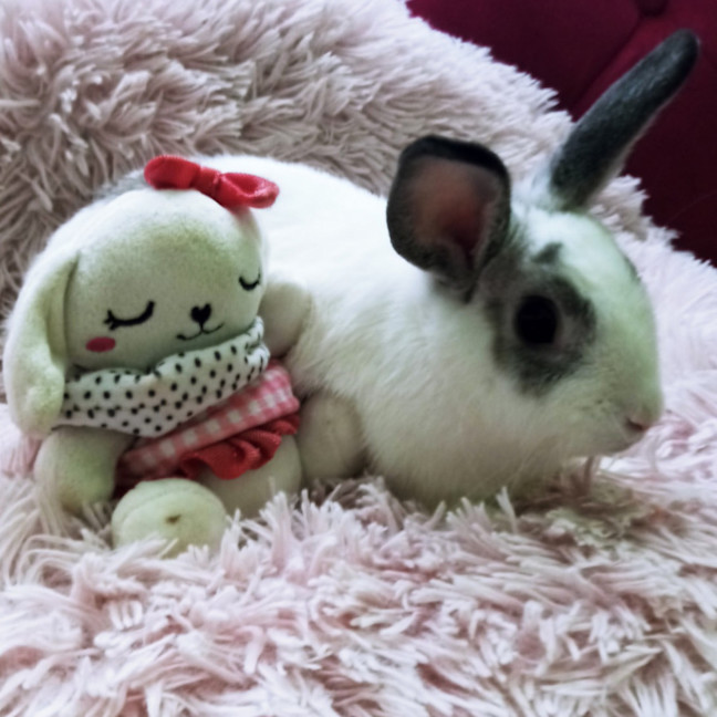 Photo of Floretta (W Meekoh)