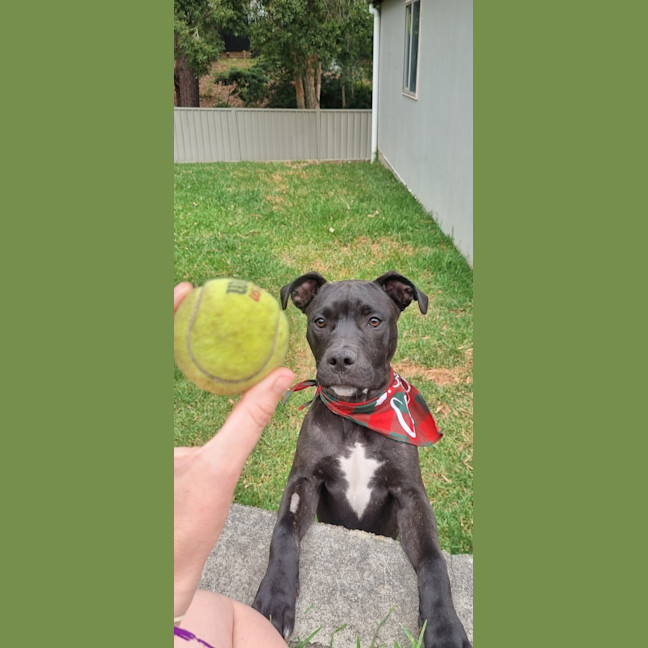 Photo of Leroy   7 Month Old Staffy