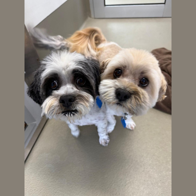 Photo of Akira And Meiko