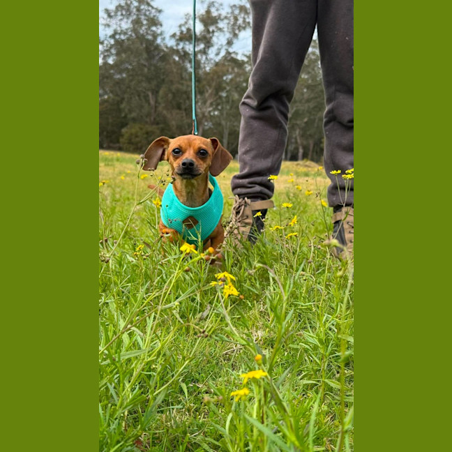 Photo of Pickle