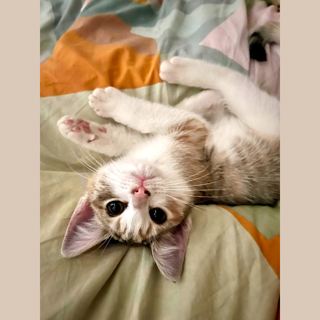 Photo of Kit Kat