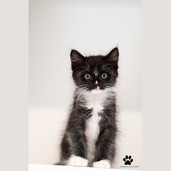Photo of Twinkie 