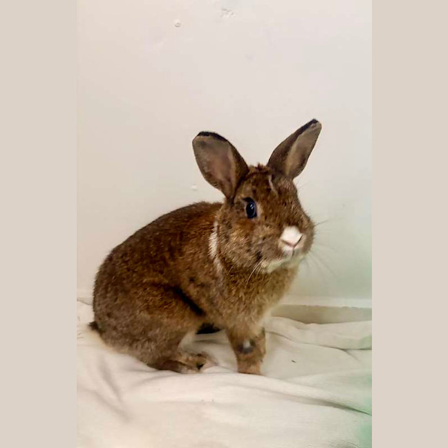 Photo of Caramel