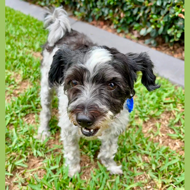 Photo of Sydney & Rocco   10 & 8 Year Old Moodle