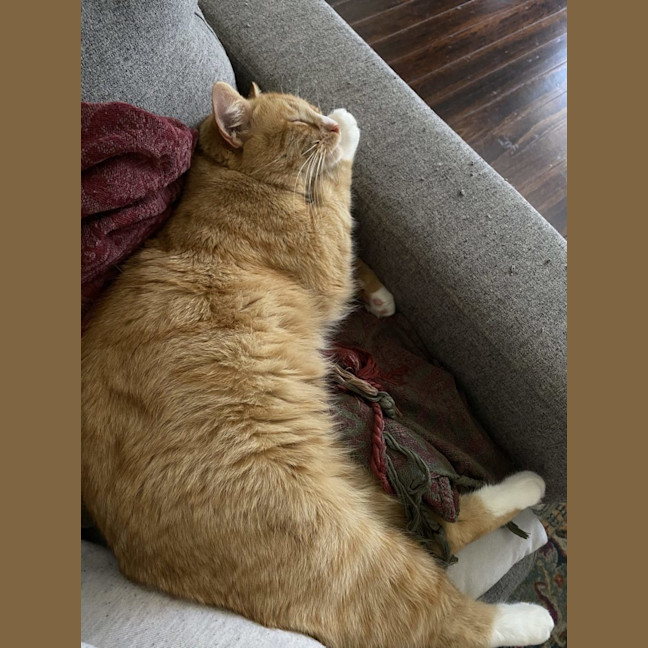 Photo of Pie   Special Needs