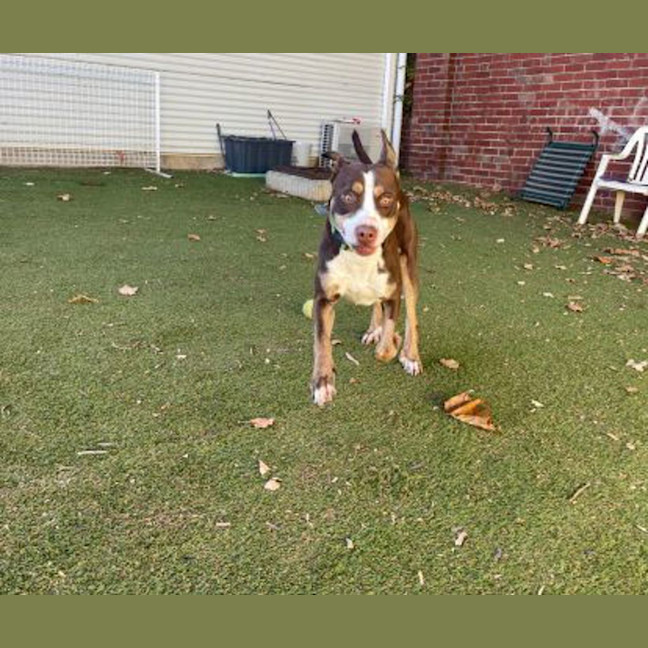 Photo of Sadie