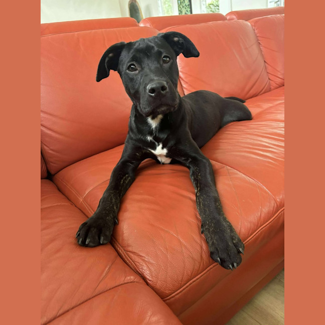 Photo of Stitch