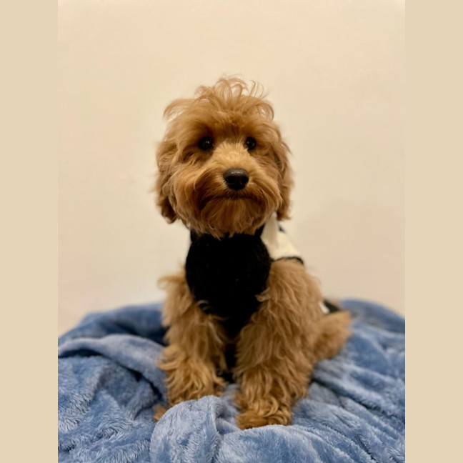 Photo of Darcy