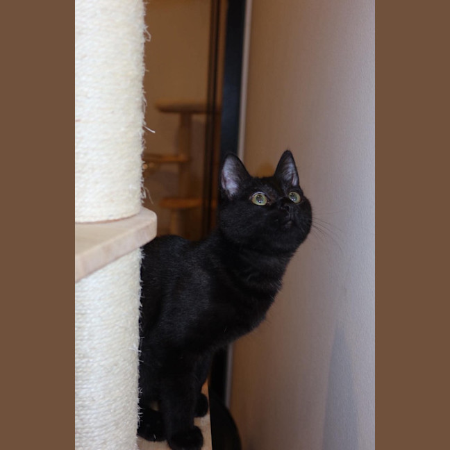 Photo of Velvet