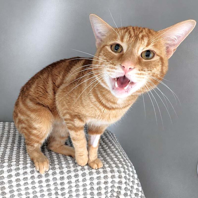 Photo of Goose