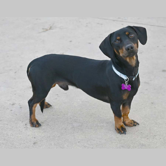 Photo of Dobby