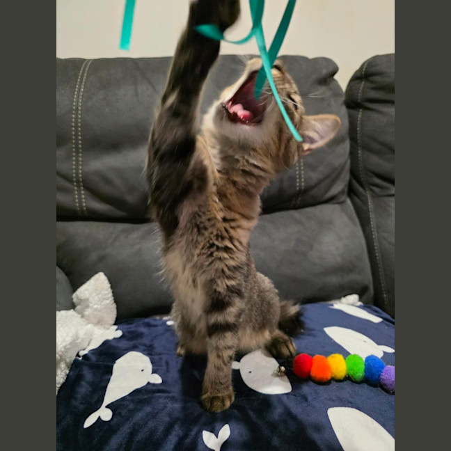 Photo of Quaza