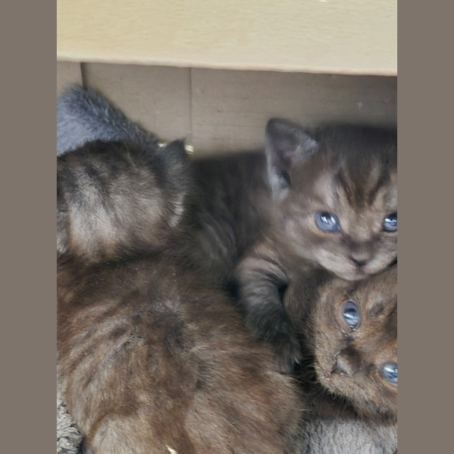Photo of Peanut 